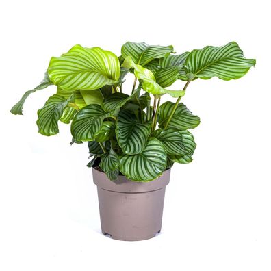 Rundblättrige Glockenblume (Calathea orbifolia) - Ø27cm - 70-90cm - Zimmerpflanz