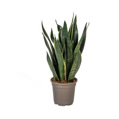 Sansevieria Trifasciata Futura Black - Ø17cm - 50-55cm - Zimmerpflanze - Immergrün