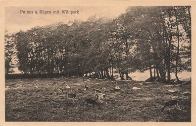 Putbus auf Rügen mit Wildpark Mecklenburg-Vorpommern Postkarte AK