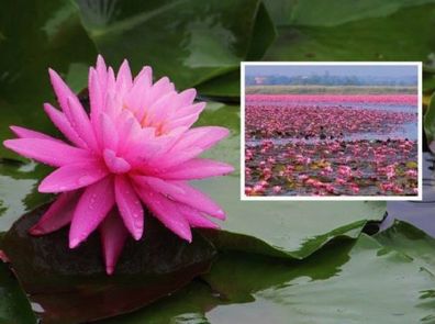 Einfach in eine große Wasserschale : Duftende Seerose Nymphea Rose Nymphe / Knolle