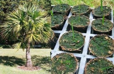 DIE perfekte Palme für den Teich : Winterharte Sumpfpalmetto - Sabal minor / Pflanze