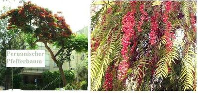 Hübsches Gemüse : Peruanischer Pfefferbaum mit roten Pfefferbeeren - Saatgut