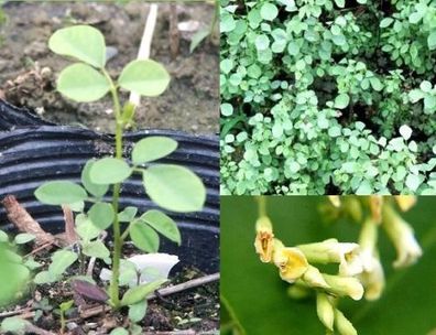 Smarte Zierpflanze mit Rosenduft : Indischer Rosenholzbaum / Zimmerpflanze / Saatgut