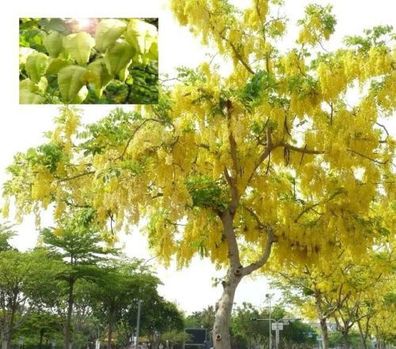 Exotischer Baum : Winterharte gelbe Blasenesche Koelreuteria paniculata / Samen