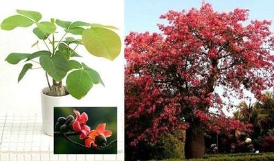 Wächst schnell & wird uralt: Seidenwollbaum "Red Bombax" / Zimmerpflanze / Samen