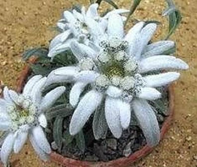 Alpenrose Rose Edelweiss Leontopodium alpinum - optimal für Balkon & Fenster ! Samen