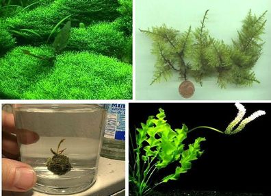 immergrüne & blühende Pflanzen für das Aquarium / 8 Arten Aquarienpflanzen