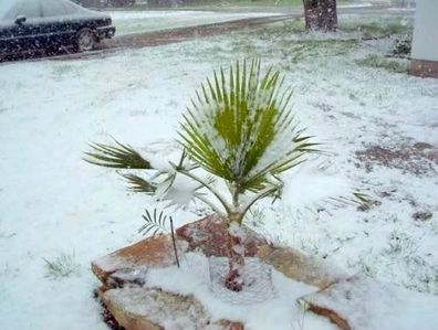 Zierpflanzen : Fünf Pflanzen winterharte Sabal Minor Palmen / Schönsten Gartenpalmen