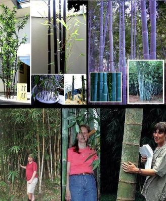 Winterhartes Bambussortiment : Schwarzer-, Blauer-, Riesen- & Wasserbambus / Samen