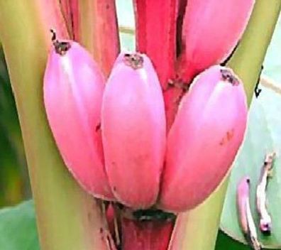 Die schönste Banane der Welt : Winterharte Rosa Zwergbanane - Samen + Anzuchterde