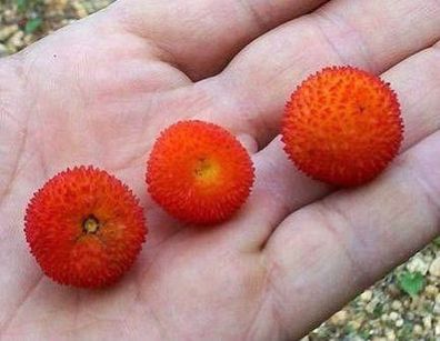 Winterharter Erdbeerbaum - ganzjährig Erdbeeren ernten : Samen & Erde