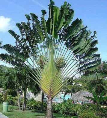 Baum der Reisenden : Ravenala - Die flachste Palme der Welt / Zimmerpflanze / Samen
