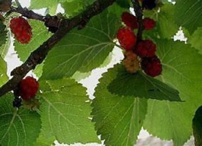Gartenbaum : Schwarzer Maulbeerbaum / Winterharter Exot mit tollen Früchten Samen