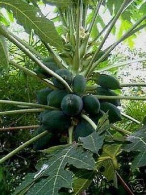 Papaya zu hause ernten ! Zimmerpalme - bis 2 Meter hoch - leckere Früchte - Samen ..