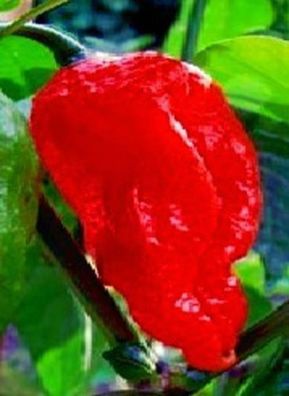 Weltrekord ! Chilli Naga Bhut Jolokia red Schärfegrad 10 + ++ / sau gefährlich ! Samen