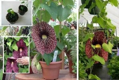 Gespensterpflanze schnellwüchsige blühende Balkonpflanzen Pflanze für den Balkon Deko