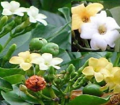 Parfümbaum aus Hawai ! Fagraea berteriana - Zimmerpflanze - Samen