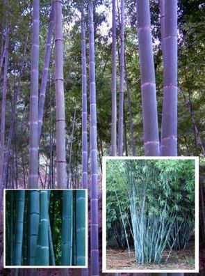 Blauer Bambus / Kein Bambus ist blauer / Bekommt viele Triebe ! Samen