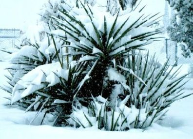 Winterharte Keulenlilie : Eine stammbildende Palme / Für Garten & Blumentopf / Samen