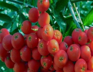 Obst für den Garten : Elsbeere - Baum des Jahres 2011 - Samen - Sorbus torminalis