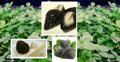 Exotisches Obst : Winterharte schwarze Erdbeere / Smart & köstlich ! Sämerei