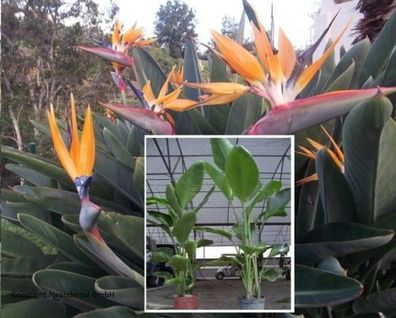 Paradiesvogel-blume Samen / einfache Balkonpflanzen Balkonpflanze blühende Pflanzen