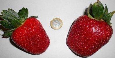 Erdbeeren groß wie Äpfel : Winterharte Erdbeere " Fragaria Giant" / Samen