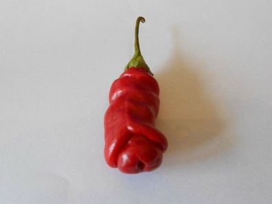 Penis-Chili / Samen/ Originelle außergewöhnliche Deko für Weihnachten & zum Geburtstag