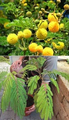 Frostharter Strauch : Karoo-Akazie - Mimosenbaum mit Wackelblättern / Frische Samen