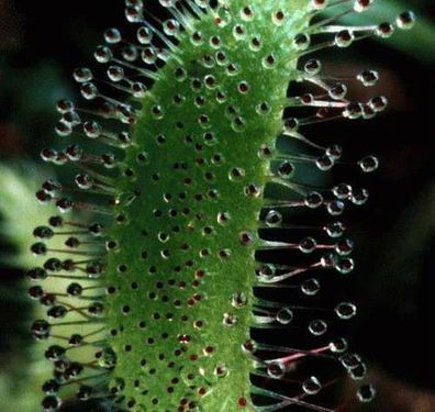 Winterharter roter Sonnentau Drosera / Fleischfressende Pflanze - Samen