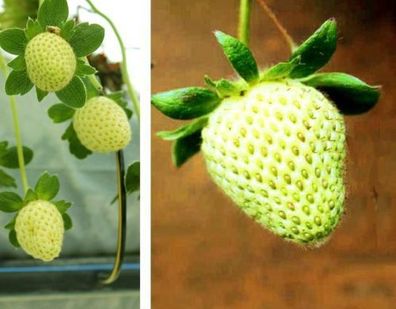 Winterhartes Gemüse : Gelbe Erdbeere Fragraria - cremefarbene Früchte - Samen