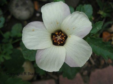 Hibiscus trionum - Blume - * Stundenblume * - Stundenröslein - Samen