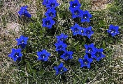 Blume : Blauer Enzian winterhart - vermehrt sich leicht / blaue Polster - Samen