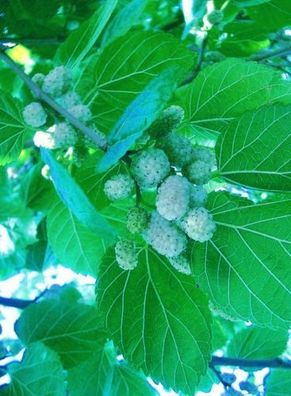 Strauch mit leckeren Beerenfrüchten - Weißer Maulbeerbaum Morus alba - Frische Samen