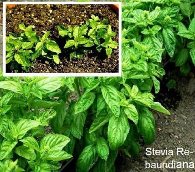 Stevia - hübsch blühendes Zuckerkraut - 100 Samen für 100 Pflanzen dekorativ ...