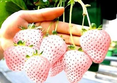 Ein Exot für den Garten Winterharte Weisse Erdbeere : Schmeckt süß wie Zucker ! Samen