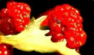 roter Erdbeerspinat - Früchte aus dem Mittelalter - Salat - Samen