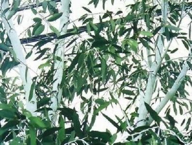 Winterharter Schnee-Gummibaum für den Garten - immergrüner Eukalyptus-Baum / Samen