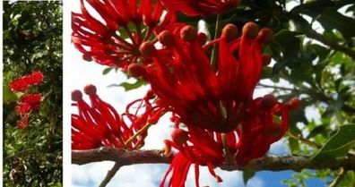 Roter Feuerradbaum - schönster Baum Australiens / Zimmerpflanze / Samen