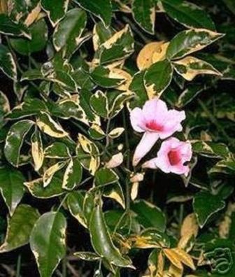 Wohlriechende Orchideenblüten ! Wanga-Wanga-Ranke Pandorea / Kletterpflanze / Saatgut