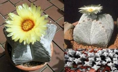 Zwergkaktus : Seestern-Kaktus "Astrophytum myriostigma" / stachellos / Frische Samen
