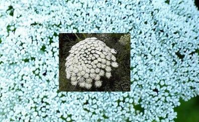 Zierpflanze: Winterharte weisse Zahnstocher Ammi-Visnaga / Samen