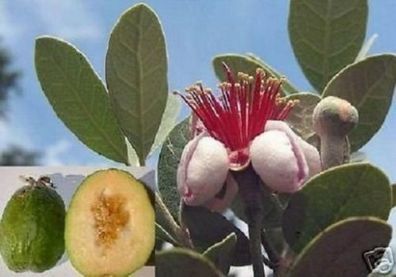 Ananas-Guave Samen blühende schnell wachsende Obstbäume immergrüne Balkonpflanzen Bio
