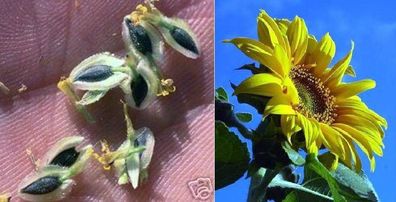 Riesen-Schokoladenblume Verbesina fasciculata mit Schokoduft ! Samen