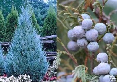 Winterharter Mexican Juniper.. Exotischer blauer Nadelbaum f. Balkon/ Garten Samen