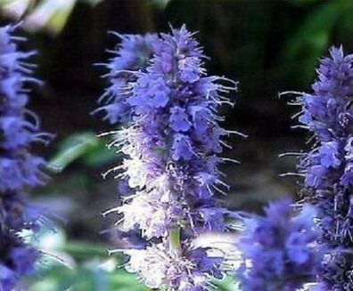 Blaue Schmetterlingsblume für Haus & Blumentopf : Schmetterlingslakritze / Samen