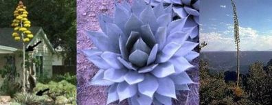 winterharter Kaktus Agave parryi für Blumentopf & Garten / blaugrüne Blätter / Samen
