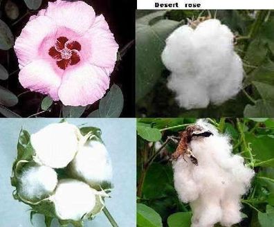 Wüstenrose / weisse Rose / Baumwolle - Zimmerpflanze mit Baumwollbüschel / Samen