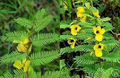 Immergrüne Zimmerpflanze : Gelb blühender Mimosenbaum - bewegt die Blätter / Samen