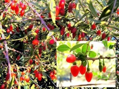 Goji-Beere Samen winterharte Obstgehölze blühende Gehölze für den Garten Hecken Deko